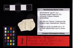 NHMW-GEO-2007z0149-0109_Ol_01.tifMunitheites kuepperi (Fraaije et al., 2019)  (NHMW-GEO-2007z0149-0109)